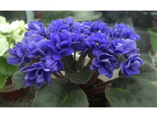 Ness Crinkle Blue.jpg