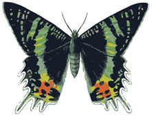 Mc1003 20�30 ���� 150 �.jpg