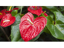 �������� ������� ( madural)