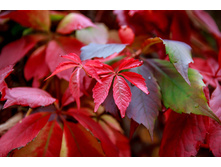 ������� ��������