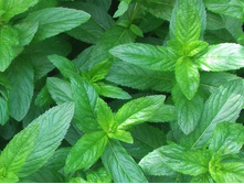 ���� ��������