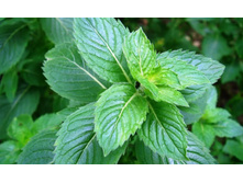 ���� ����������