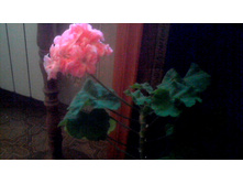 �������� ���������� Marbaska Rose