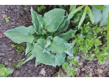 ������� �����.jpg