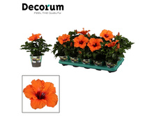 �������� ���� "Sunny Lucca"