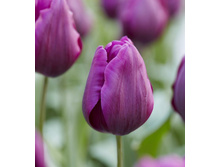 2019! ������� ������ ��� ��� ��� ���. 797035.jpg