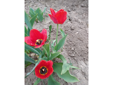 �������. 30 �. - 3 ��������.