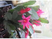 Rhipsalidopsis, pink hybrid