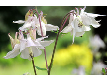 ��������� �����