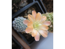 Mediolobivia mudanensis