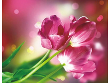 Lgp010 ������� 40�50 ���� 700 �.jpg