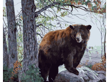 Gx5184 40�50 ���� 200 �.jpg