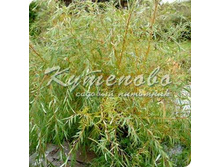 ��� ���������� �2 150� 1��