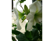 ����������