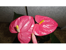 �������� ���� ���� - 750 ���.