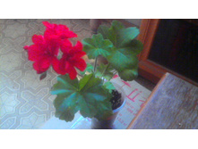 ���������� Solo(IVI- ������)