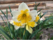 ������� Love call