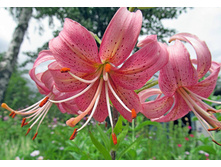 ����� �������� �������