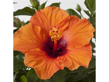 �������� ���� "Sunny Lucca"- 450 ���.