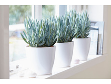 ������� - ���������� ����� ����� �������  (Senecio FICOIDES MOUNT EVEREST)