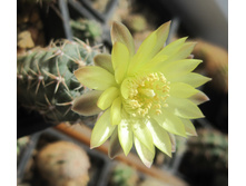 Gymnocalyciym andreae