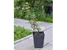 ���� ������� �������