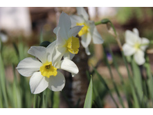 ������� ������ �����. 50� 5����