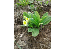 ������� ����