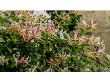 ��������� ������������