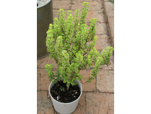 ���������� Sy's Sunbust.jpg