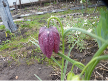 P1090104.JPG ������ ���������