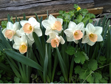 ������� Salome