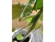 IMG 20190512 071208.jpg