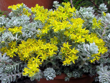 ����� ( ������ ) ���� ������ - 400 ���.