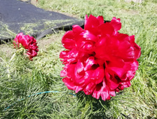 IMG 20190525 124617.jpg