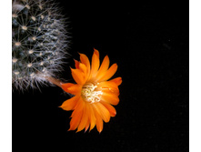 Rebutia flavistyla