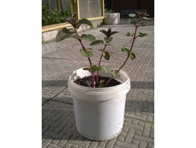 ������ ����