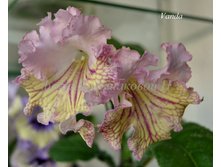 Vanda-150 ���.
