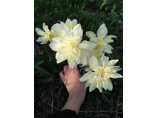 ������� ���� ��������