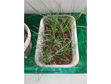 �������� �����