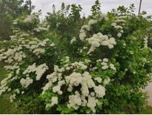 ������ ��� �����