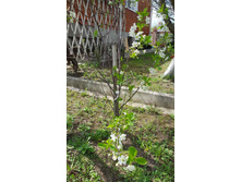 ����� �����������