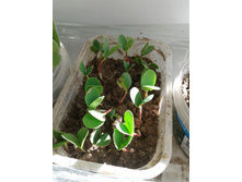 ������� �������