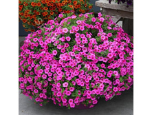 ����������-������-���-���� 150 �