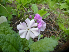 P1090115.JPG ������� ������������� ��������"�������� ������"