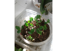 ������� ����������� ��� �������