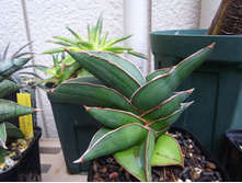 ���������� ������� (Sansevieria Samurai) - 400 - 500 ���