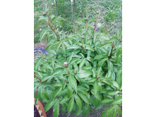 IMG 20190526 180233.jpg