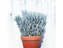 ������� - ���������� ����� ����� �������  (Senecio FICOIDES MOUNT EVEREST) - 350 ���.