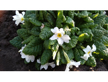 0-02-05-ac290c1636449cc55b2584131afdaca215c3bb3d8a29ca4e18252eae72af5f65 full.jpg